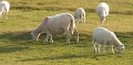 08 Dartmoor Sheep